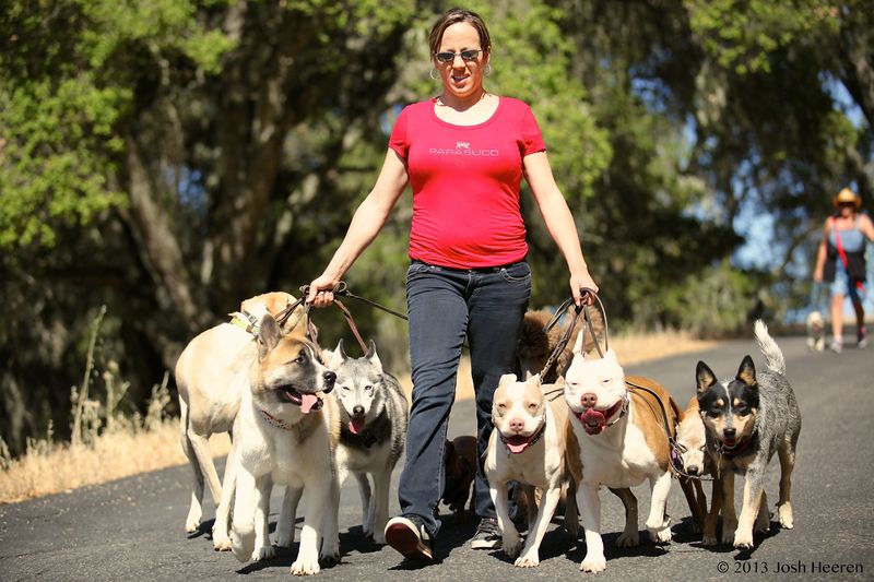 Are Pack Walks Good For Dogs